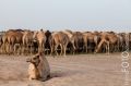 Dubai_2012_391