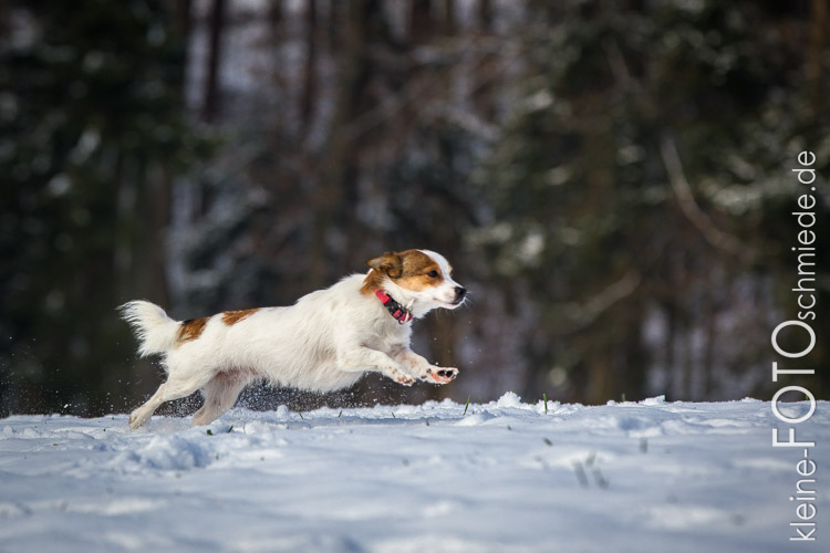 Hund Lusi im Schnee