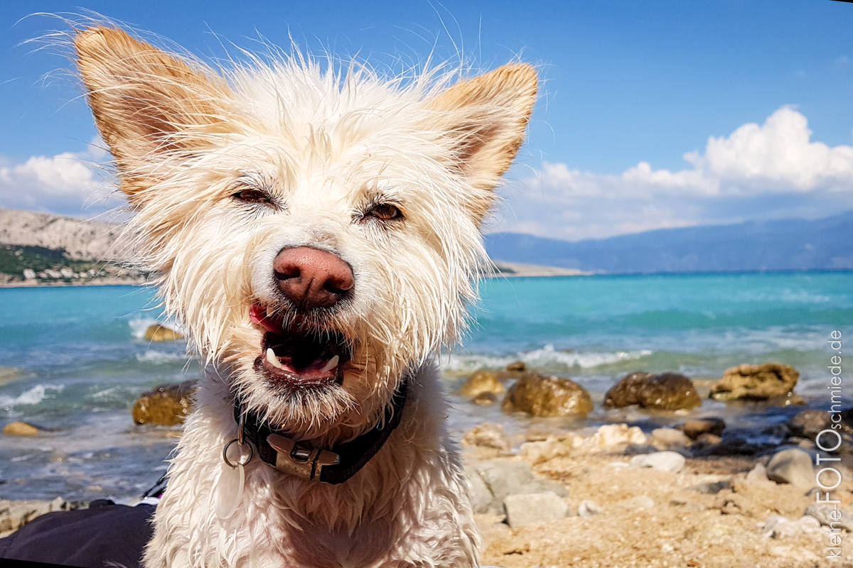 Kroatienurlaub mit Hund 21
